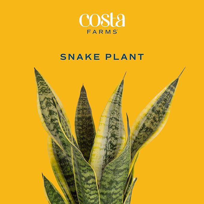 Essential Houseplant Collection (4PK) Live Plants Indoor Plants Live Houseplants in Plant Pots & Costa Farms Live Snake Plant, Easy Care Houseplant in Indoor Garden Plant Pot