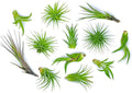 Altman Plants, 12 Air Plant Variety Pack - Small Tillandsia Terrarium Kit - Assorted Species of Live Tillandsia Tropical House Plants for Sale, 2 to 5 Inches Each - Air Plants for Indoor Home Decor