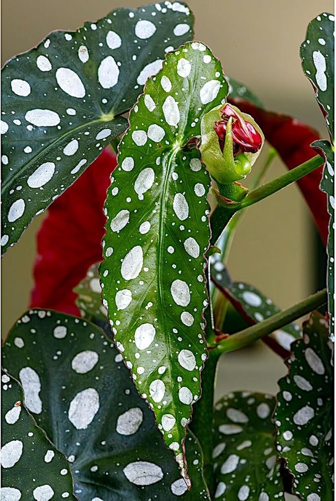 Begonia maculata 'Wightii', Polka Dot Begonia Plant Live, Clown Begonia, Trout Begonia, Spotted Begonia, houseplant, Spotted Angel Wing Foliage Rare, ContainerSize: 3.5"