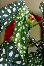 Begonia maculata 'Wightii', Polka Dot Begonia Plant Live, Clown Begonia, Trout Begonia, Spotted Begonia, houseplant, Spotted Angel Wing Foliage Rare, ContainerSize: 3.5"
