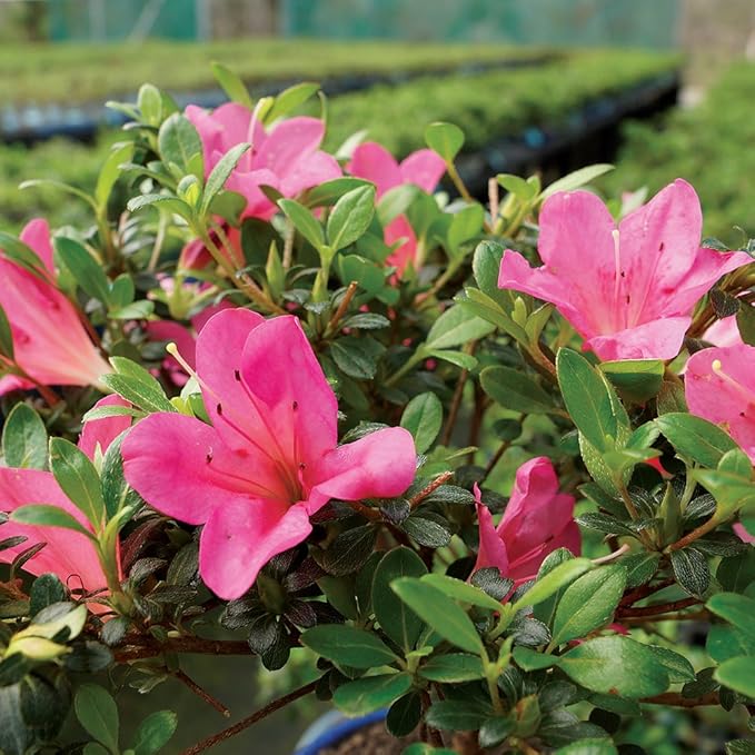 Brussel's Bonsai - Live Satsuki Azalea Bonsai Tree in Grower Pot, Outdoor Flowering Bonsai Tree Live Plant, 5 Years Old, 5-8 Inches Tall, Easy Care Plant for Patio Garden (Small)
