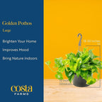 Costa Farms Golden Pothos Live Plant, 10-Inch Hanging Basket, Large Devil's Ivy Trailing Indoor Houseplant, Low Light Easy Care, Boho Home Decor, Housewarming Gift