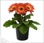 Live Flowering Gerbera Daisies - Orange and Yellow Bicolor (3 Plants Per Pack) - Beautiful Spring Flowers - 12" Tall by 5" Wide in 1 Qt Pot