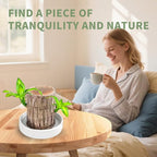 Brazilian Lucky Tree Plants, Bamboo and Trays, Small Plant desks, Good Luck Offices, Kitchens, Living Rooms, Home Decorations, Brazilian Lucky Tree