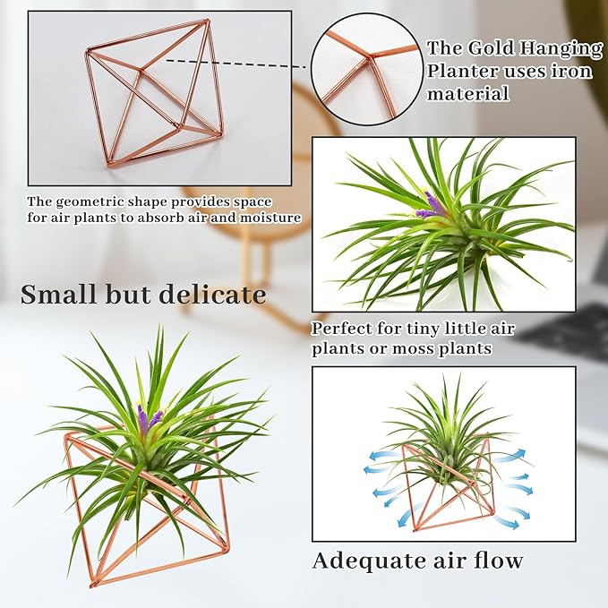 Hanging Air Plants Holders, 2Pcs Metal Air Plant Hangers for S-M Sized Air Plants, Himmeli Geometric Planter to Add a Sense of Style and Relaxation for Home Office Wedding (PinkGlod, 2pcs)
