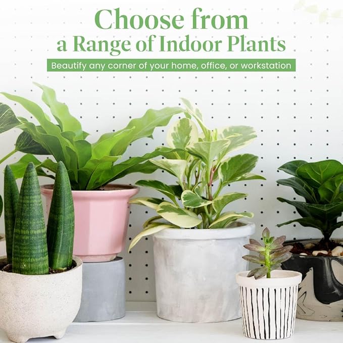 American Plant Exchange Money Tree – 4-Inch Pot with Cover – Live Easy Care Indoor Houseplant, Air-Purifying, Low-Light Bonsai Plant for Home, Office & Garden Decor