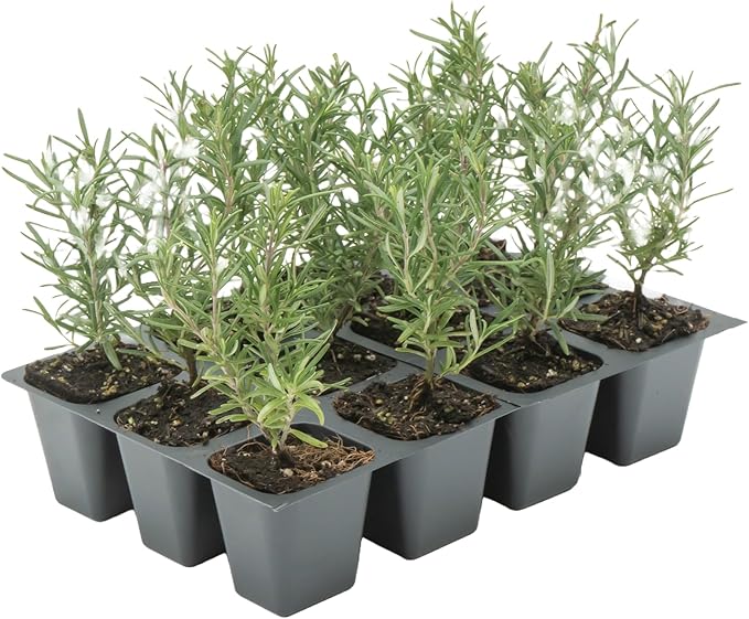 12 Tuscan Blue Rosemary, Live Plants – Rosmarinus Officinalis – Hardy & Fragrant Herb in 2.5” Nursery Pots – Grows Up to 5 Ft, Easy to Maintain, Great for Cooking, Landscaping & Aromatherapy