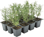 12 Tuscan Blue Rosemary, Live Plants – Rosmarinus Officinalis – Hardy & Fragrant Herb in 2.5” Nursery Pots – Grows Up to 5 Ft, Easy to Maintain, Great for Cooking, Landscaping & Aromatherapy