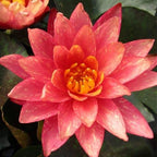 Nymphaea Wanvisa Red Hardy Water Lily 1 Rhizome Live Aquarium Plant BUY2GET1FREE
