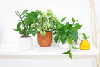 ZZ Plant (4" Grower Pot) - Low Light and Healthy Houseplant - Easy to Care Indoor Houseplant - Live Healthy Houseplant for Home Office Decoration