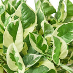 Pothos N'Joy Live Plant - Epipremnum aureum 'n'joy' - Variegated Devil's Ivy - Air Purifying Houseplant - Perfect Live Plant - CA Seller (4" White Cyclinder Pot)