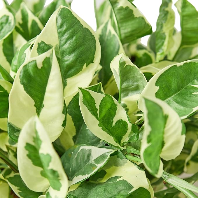 Pothos N'Joy Live Plant - Epipremnum aureum 'n'joy' - Variegated Devil's Ivy - Air Purifying Houseplant - Perfect Live Plant - CA Seller (4" White Cyclinder Pot)