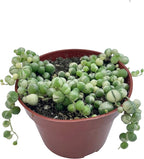 Live Succulent 4" Variegated String of Pearls, Succulents Plants Live, Succulent Plants Fully Rooted Hanging House Plant for Home Office Decoration, DIY Projects Party Favor Gift by The Succulent Cult