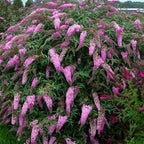 Pink Butterfly Bush Live Shrub Plant Shrub, Buddleia Bush Well Rooted, 5 to 10 Inc Tall