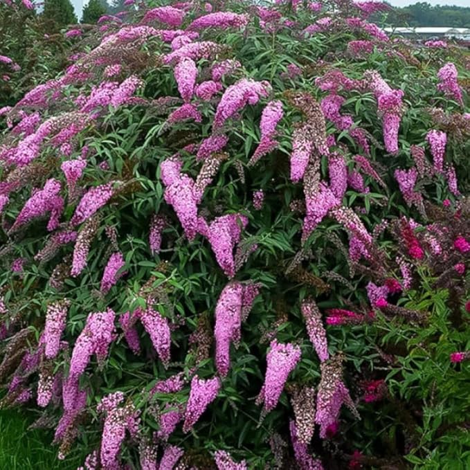 Pink Butterfly Bush Live Shrub Plant Shrub, Buddleia Bush Well Rooted, 5 to 10 Inc Tall