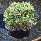 Brussel's Live Harland Boxwood Outdoor Bonsai Tree - 3 Years Old; 6" to 8" Tall with Decorative Container