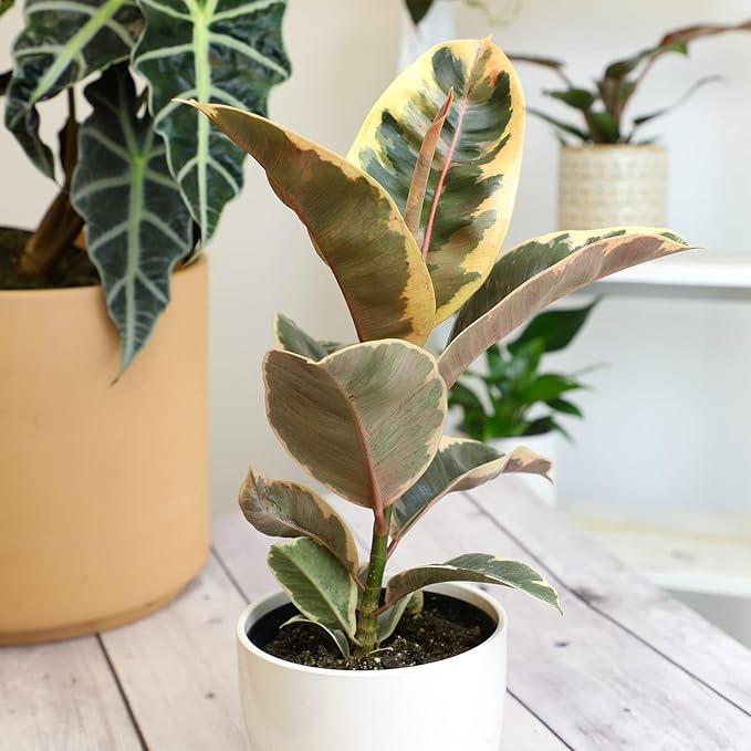 Tineke' Ficus Tree Live Plant (Variegated Rubber Plant), Ficus Elastica Live Plant Delivery, Easy Plant, Indoor Plants Live Houseplants, Real Plants, Live Plants Indoor Plant Decor by Plants for Pets