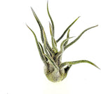 ragnaroc Air Plants - Tillandsia Pruinosa, Large 3-5" - 2ct - Live Arrival Guaranteed - House Plants for Home Decor & Gift