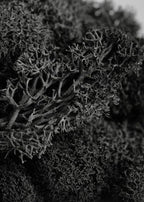 Super Moss (25123 Reindeer Moss Preserved, Black, 2oz