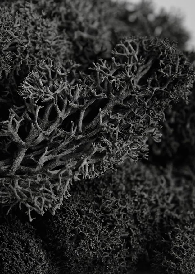 SuperMoss (21790) Reindeer Moss – Soft Preserved Moss for Home Decor, Crafts, Terrariums, Floral Design, and Wedding Decorations, 2,588 cu in, Black