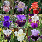 200+ Mixed Iris Flower Seeds - Rare & Beautiful Heirloom Varieties, Perennial Blooms in Stunning Colors for Garden Planting, Ideal for Full Sun and Outdoor Spaces
