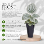 Peperomia Plant Collection (4 Pack)– Set of Rare Varieties | Watermelon, Frost, Eden Rosso & Piccolo Banda | Easy Indoor Houseplants, Live Plants for Home Decor (Peperomia Collection)