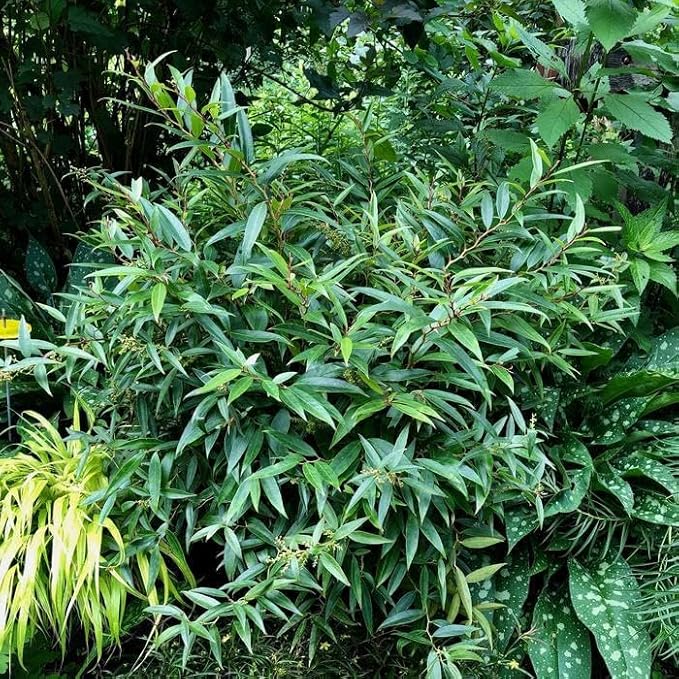 ReJoyce Coast Leucothoe – Evergreen Shrub for Shade Gardens, Borders & Containers – Fragrant, Deer-Resistant, Pet Safe – Low Maintenance, Attractive Foliage & Blooms 1 Gallon