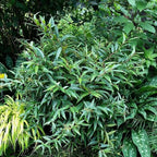 ReJoyce Coast Leucothoe – Evergreen Shrub for Shade Gardens, Borders & Containers – Fragrant, Deer-Resistant, Pet Safe – Low Maintenance, Attractive Foliage & Blooms 1 Gallon