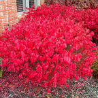 Dwarf Burning Bush Live Plant in Quart Pot, Red Burning Bush Shrubs for Outdoor Planting, 6 to 10 Inches Tall, Perennial Vibrant Bushes