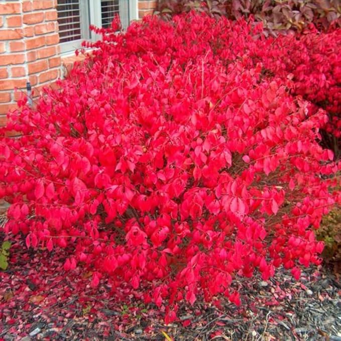 Dwarf Burning Bush Live Plant in Quart Pot, Red Burning Bush Shrubs for Outdoor Planting, 6 to 10 Inches Tall, Perennial Vibrant Bushes