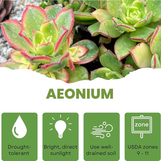 Easy Care Aeonium Plant Live 4” Pot, Rare Succulents Plants Live, Well Rooted, Easy Care House Plants (Green with Pink)