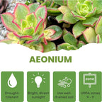Easy Care Aeonium Plant Live 4” Pot, Rare Succulents Plants Live, Well Rooted, Easy Care House Plants (Green with Pink)