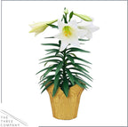 Live Flowering Easter Lily in Deco Cover (2 Plants Per Pack), 3+ Blooms Per Plant, 12" Tall by 6" Wide in 1.25 Qt Pot