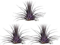 Air Plants - Tillandsia Ionantha - Organically Enhanced Color - Live Arrival Guaranteed - House Plants for Home Decor & Gift (Purple Pansy 3pk)