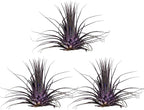 Air Plants - Tillandsia Ionantha - Organically Enhanced Color - Live Arrival Guaranteed - House Plants for Home Decor & Gift (Purple Pansy 3pk)