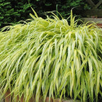 RedCrocus Aureola Japanese Forest Grass Hakone Grass- Deciduous, Shade-Tolerant, Low Maintenance, Container Friendly, Deer Resistant, Pet Safe, Garden, Landscape 1 Gallon
