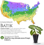 Syngonium Batik Plant (4 Pack) Live Starter Plants, Variegated Arrowhead Vine Houseplants, Easy Care Indoor Tropical Plants Live, Decorative Foliage Plants