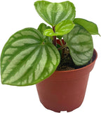 BubbleBlooms Peperomia Ecuador, 4 inch, Rare Pep Argyreia, Exotic House Plant