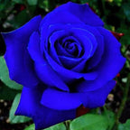 120+ Exotic Rose Seeds for Planting Hybrid Rare Rose Seeds Perennial Shrub Garden Yard Potted Decoration