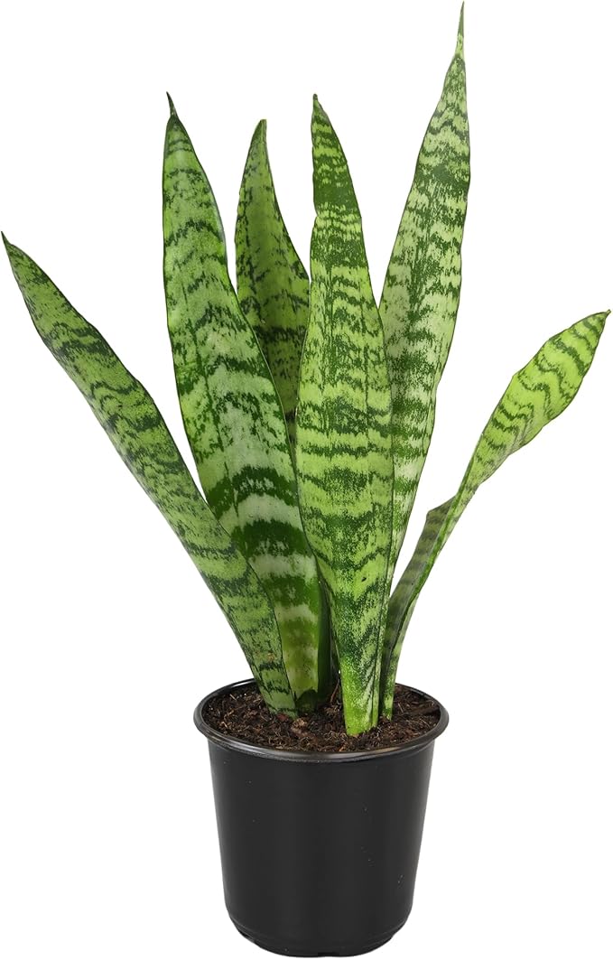 Altman Plants Live Snake Plant (Zeylanica), Approx. 13" Tall, Virtually Indestructible Easy Succulent Houseplant, 4 in Pot