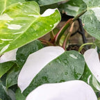 Philodendron White Princess Live Plant for Indoor | Different Houseplants in 4'' & 6'' Pot | Real House Plant for Living Room, Office, Desk & Bathroom | erubescens White Princess