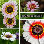 Sow Right Seeds - Painted Daisy Seeds for Planting - Non-GMO Heirloom Seeds Packet with Instructions - Wonderful Pink Blooms to Attract Pollinators - Cut and Come Again - Rare and Attractive (2)