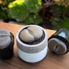 Altman Plants Giant Living Stones Succulents (4PK) XL Lithops Live Plants & Real Succulents, Pet Safe Plants & Live Succulent Plants, 2.5" Pots, Pet Friendly Plants, Live Plants in Succulent Soil Mix