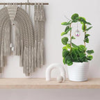 Weatherproof Climbing Plant with Solar Prisms & Sun Catchers for Outdoor/Indoor Gardens Climbing Plant Frame