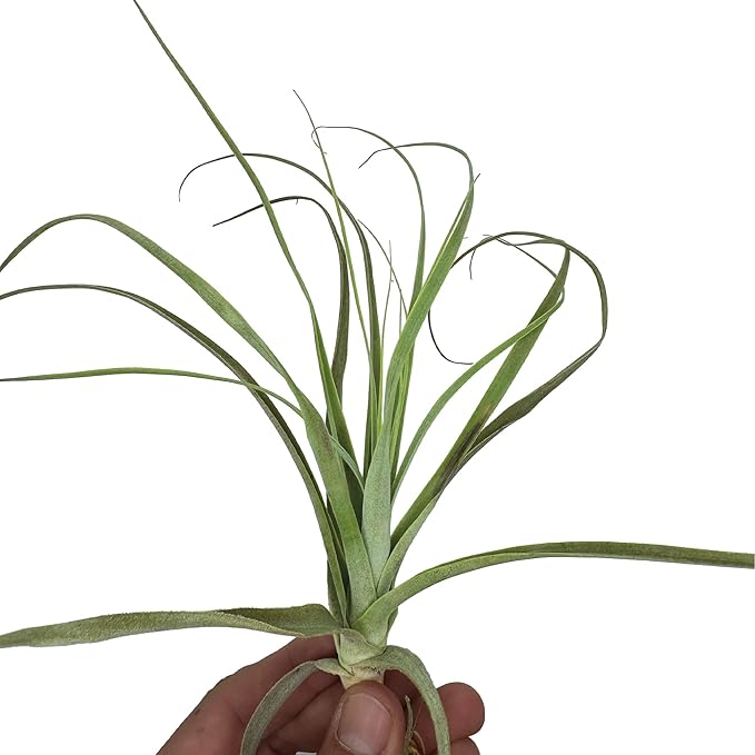 ragnaroc Air Plants - Tillandsia Straminea Jumbo 6-9" - 2ct - Live Arrival Guaranteed - House Plants for Home Decor & Gift