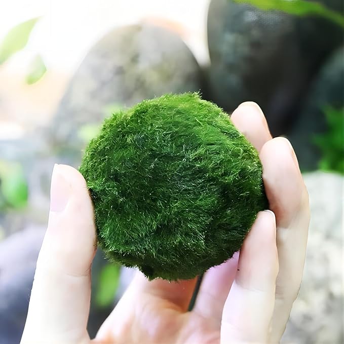 2Pcs Moss Balls for Fish Tank Aquarium Plants Freshwater marimo Decorative, Green, 1.2-1.5" (2)