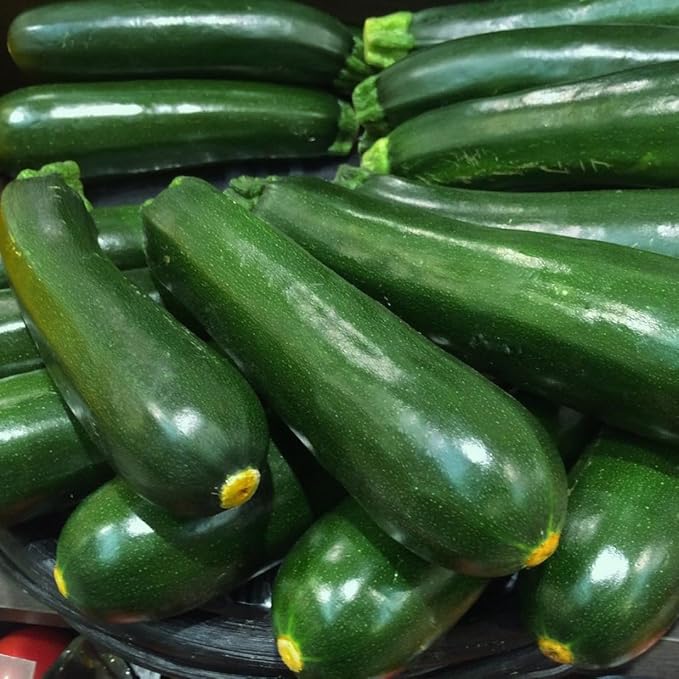 2 Green Squash Plants Live, 4 to 6 Inch Tall, Squash Zucchini Plants Gardening