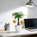 Money Tree Live Plants, Easy to Grow Indoor Houseplants in 4-Inch White Plastic Pot, with Decorative Card B
