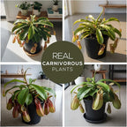 Pitcher Plant Collection (4 Pack) Rare Nephentes Live Carnivorous Plants- Gaya, Miranda, Lady Luck & Alata- Insect Eating Indoor Plants, Exotic Live Pitcher Plants