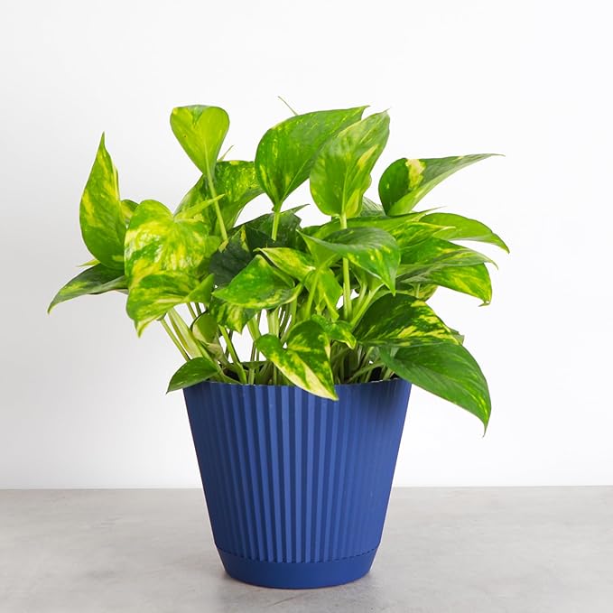 Thorsen's Greenhouse Golden Pothos, Live Indoor Vining Plant, Easy to Grow, Variegated Houseplant, Natural Air Purifier (Navy, 6-inch Pot)